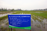 位于湖南益陽的中化化肥農企合作推廣科學施肥示范田